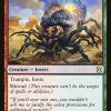 Giant Solifuge