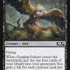 Gorging Vulture
