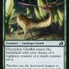 Flycatcher Giraffid