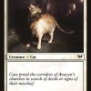 Sanctuary Cat