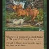 Gang of Elk